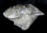 Large Pyrite Replaced Brachiopod - Silica Shale #26868-2